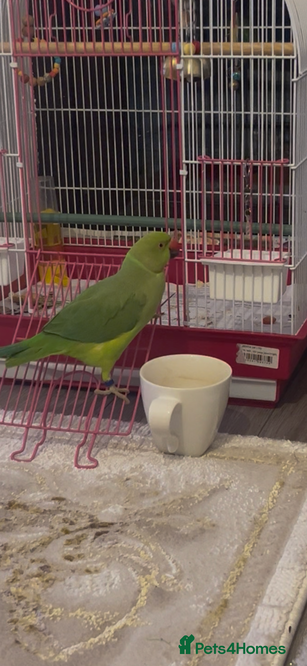 Softbills birds for sale: Crested myna in High Wycombe - Image 1