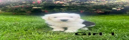 Old English Sheepdog dogs for sale: Old English Sheepdog Puppies  in Peterborough - Advert 3