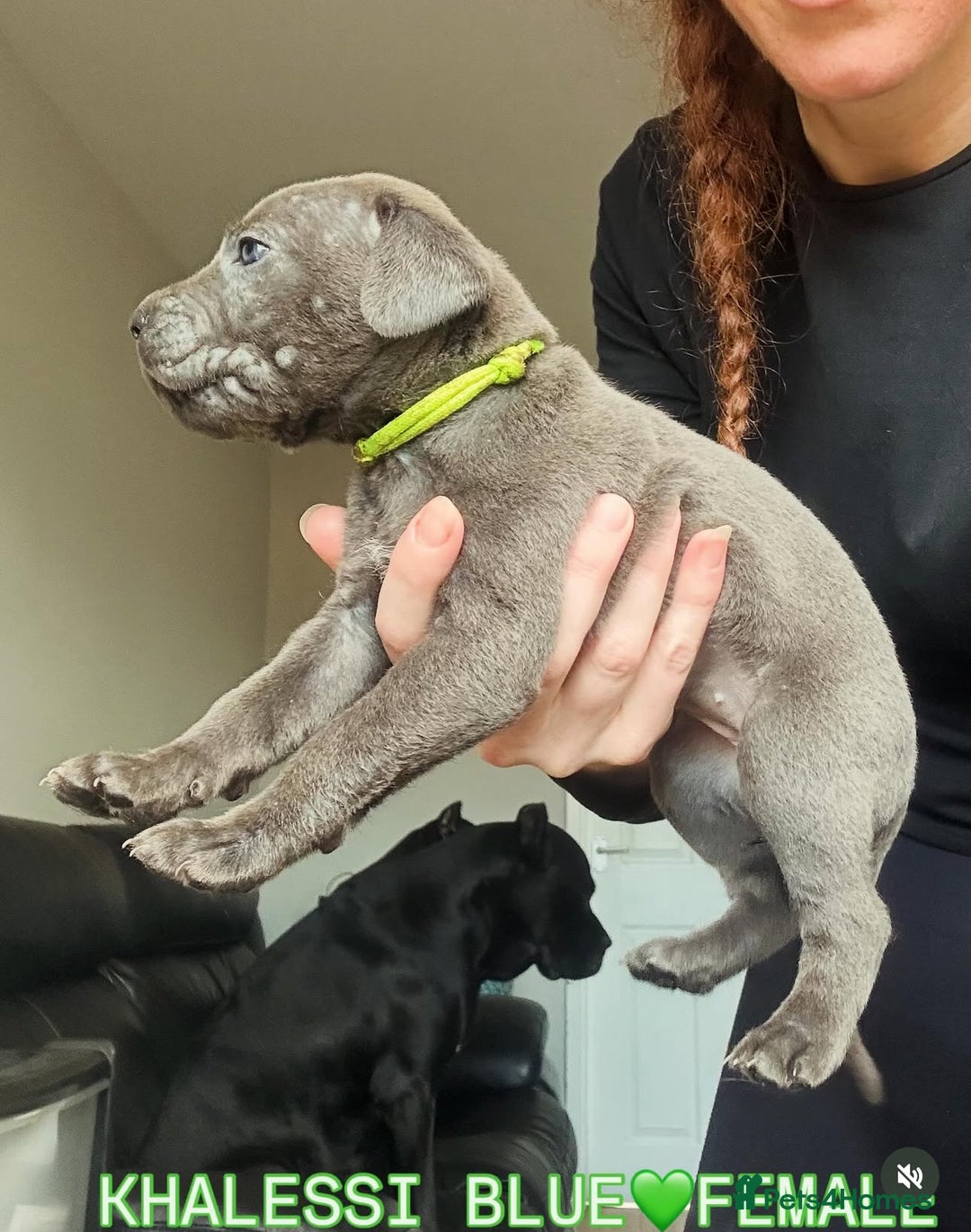Cane Corso dogs for sale: READY REDUCED CANE CORSO - Image 21