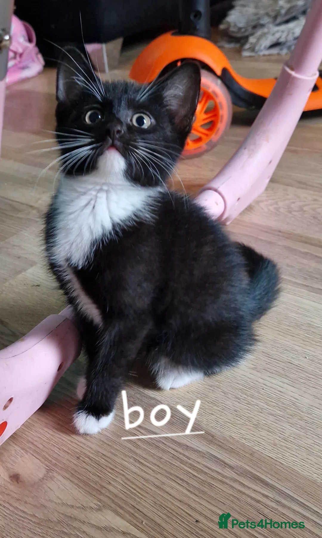 Mixed Breed cats for sale: Black and white kittens - Advert 2