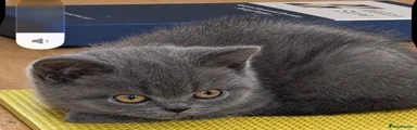 British Shorthair 1