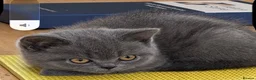 British Shorthair cats for sale: Beautiful Blue British Shorthair kittens ready now in Bedford - Advert 5