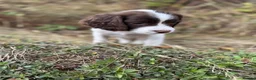 English Springer Spaniel dogs for sale:  Liver & White English Springer Spaniel Puppies - Advert 4