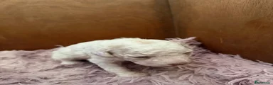 Lagotto Romagnolo 2