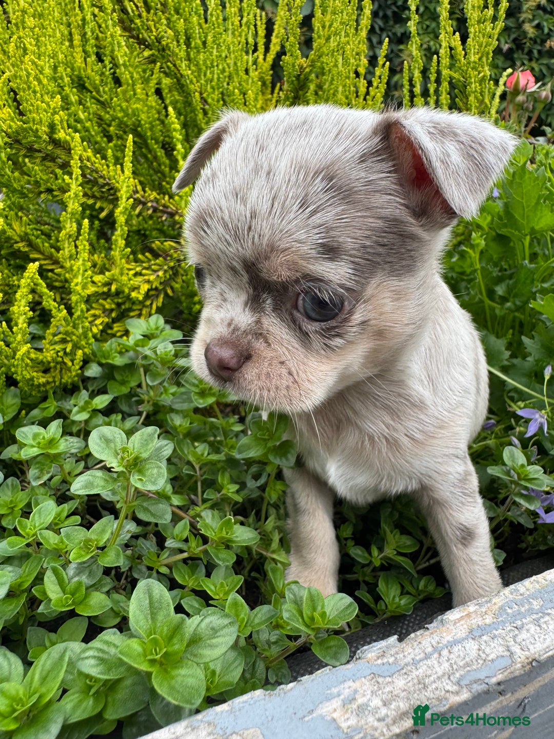 Chihuahua dogs for sale: Long coat KC reg girl READY NOW - Image 16