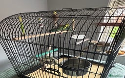 Budgerigars birds for sale: Budgies and cage - Image 2
