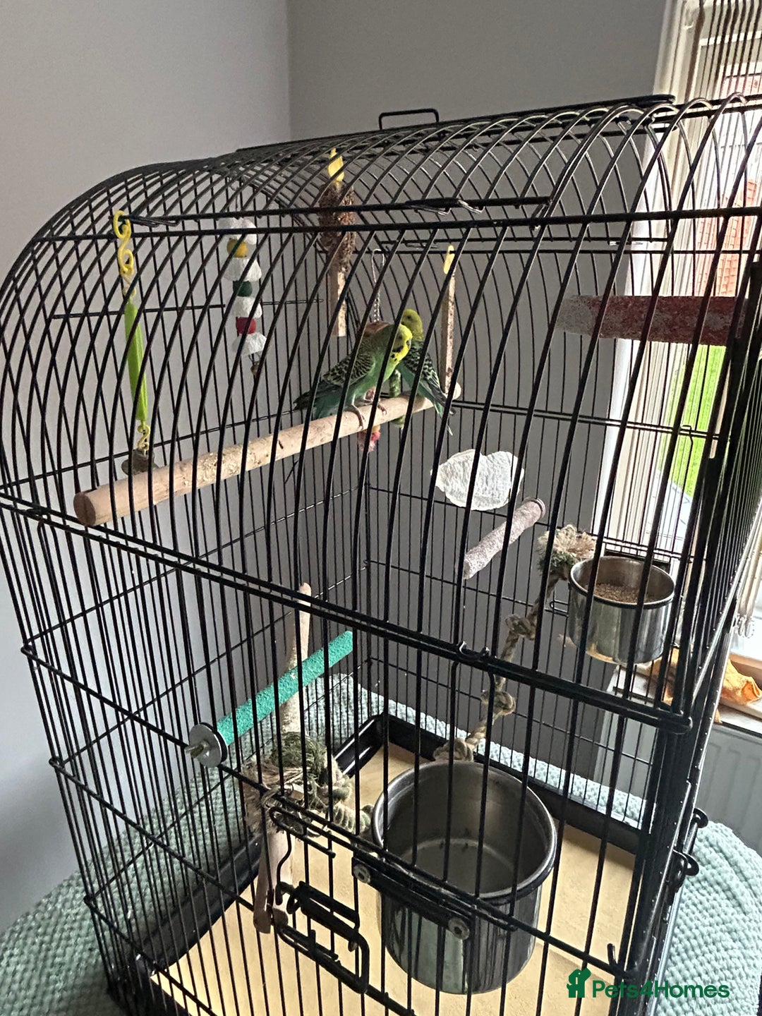 Budgerigars birds for sale: Budgies and cage - Image 2