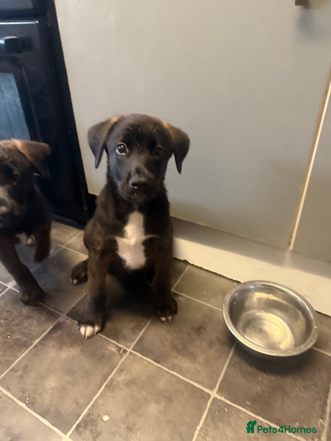Mixed Breed dogs for sale: PLEASE READ!!! Doberman x American Akita puppies  - Image 12
