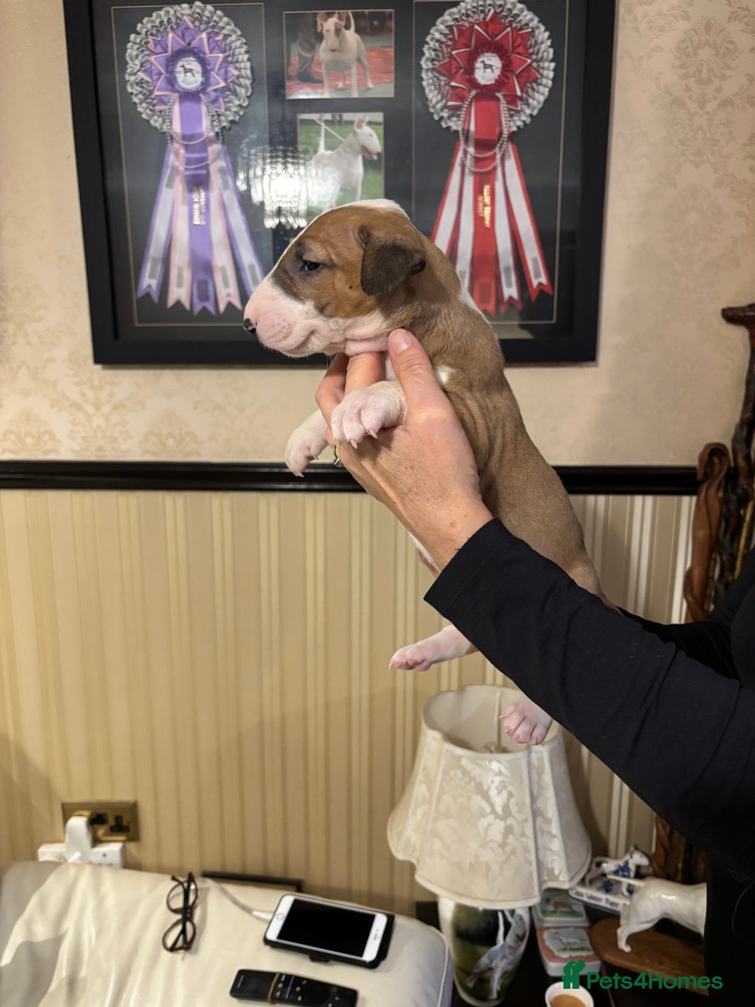 Bull Terrier dogs for sale: RED/WHITE - Advert 2