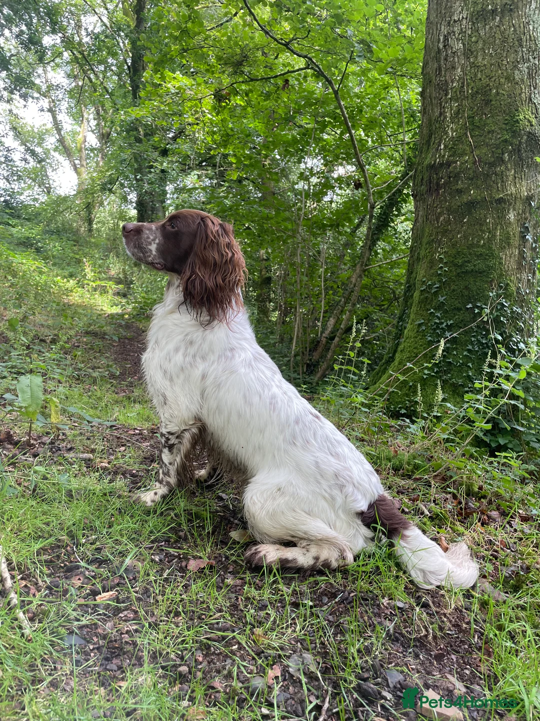 English Springer Spaniel dogs for stud: ESS for stud - Advert 4