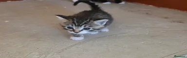 Mixed Breed Kitten 2
