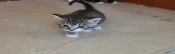 Mixed Breed cats for sale: Kittens - Advert 5