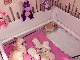 Chihuahua dogs KC registered beautiful chihuahua puppies - Advert 14