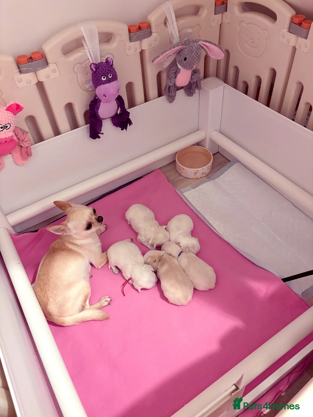 Chihuahua dogs for sale: KC registered beautiful chihuahua puppies - Advert 1