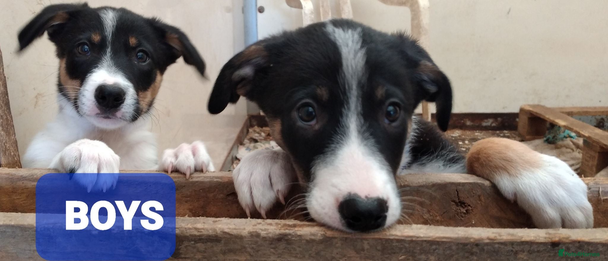 Border Collie dogs Ready * Full of beans! * Ready - Advert 2