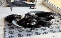 Sprocker dogs for sale: Sprocker Spaniel pups READY NOW - Image 21