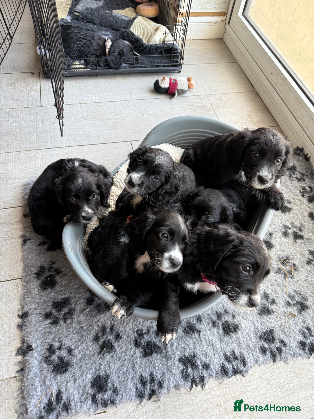 Sprocker dogs for sale: Sprocker Spaniel pups READY NOW - Image 21