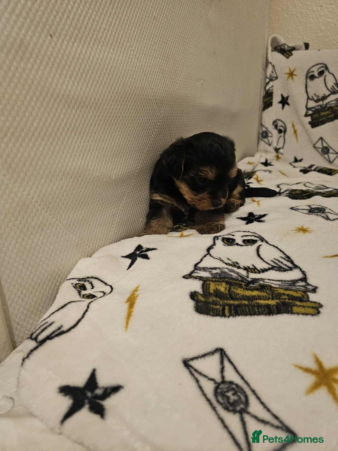 Yorkshire Terrier dogs for sale: Hello - Image 22