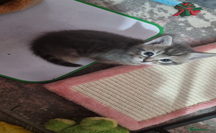 British Longhair cats - Advert 9