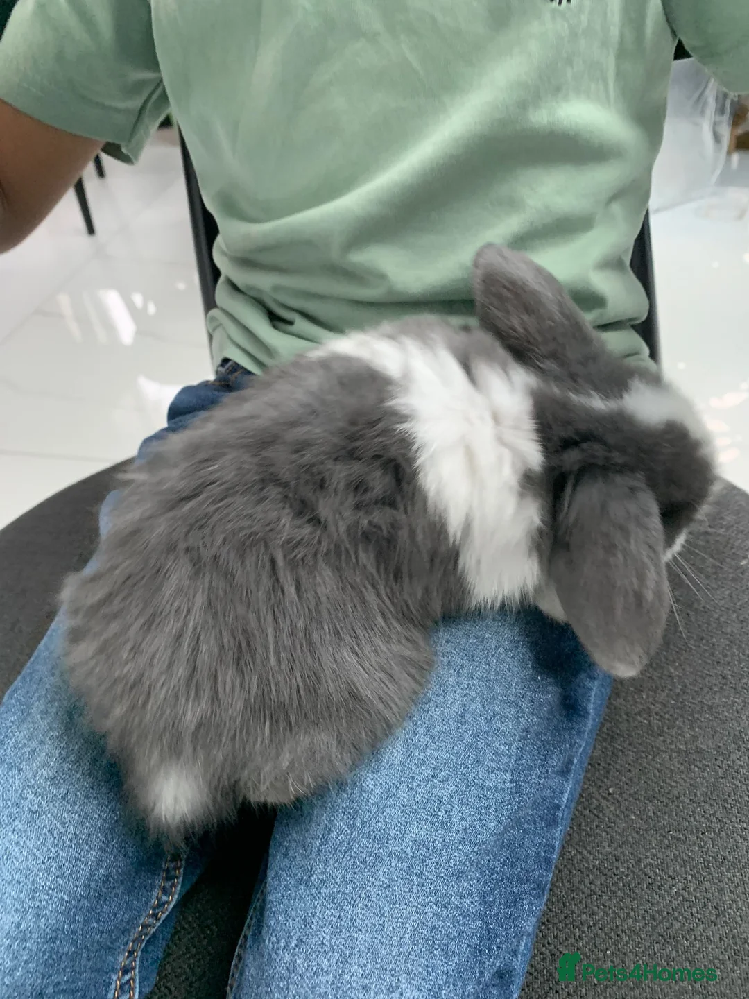 Mini Lop rabbits for sale: 2 Mini Lop Bucks ready to g - Advert 2