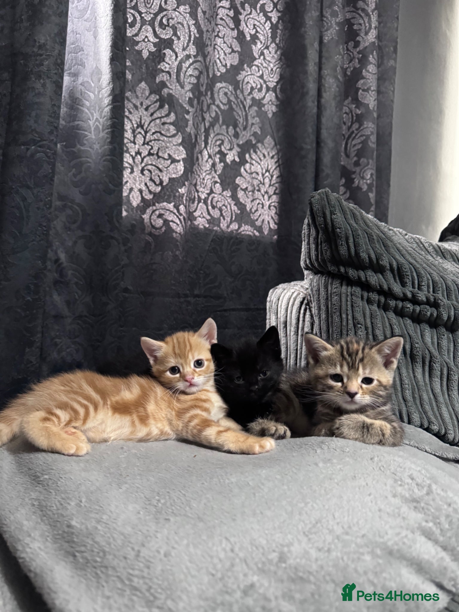 Mixed Breed cats American bobtail/tortoise shell  - Advert 5
