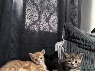Mixed Breed cats American bobtail/tortoise shell - Advert 1