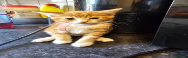 Ginger (pink collar)