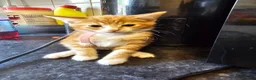 Mixed Breed cats for sale: 4 adorable female kittens for sale  - Advert 9