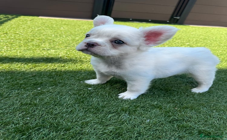 French Bulldog dogs - Advert 2