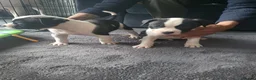 Mixed Breed dogs for sale: 8 Beautiful American Bulldog x Cane Corso in Blyth - Advert 1