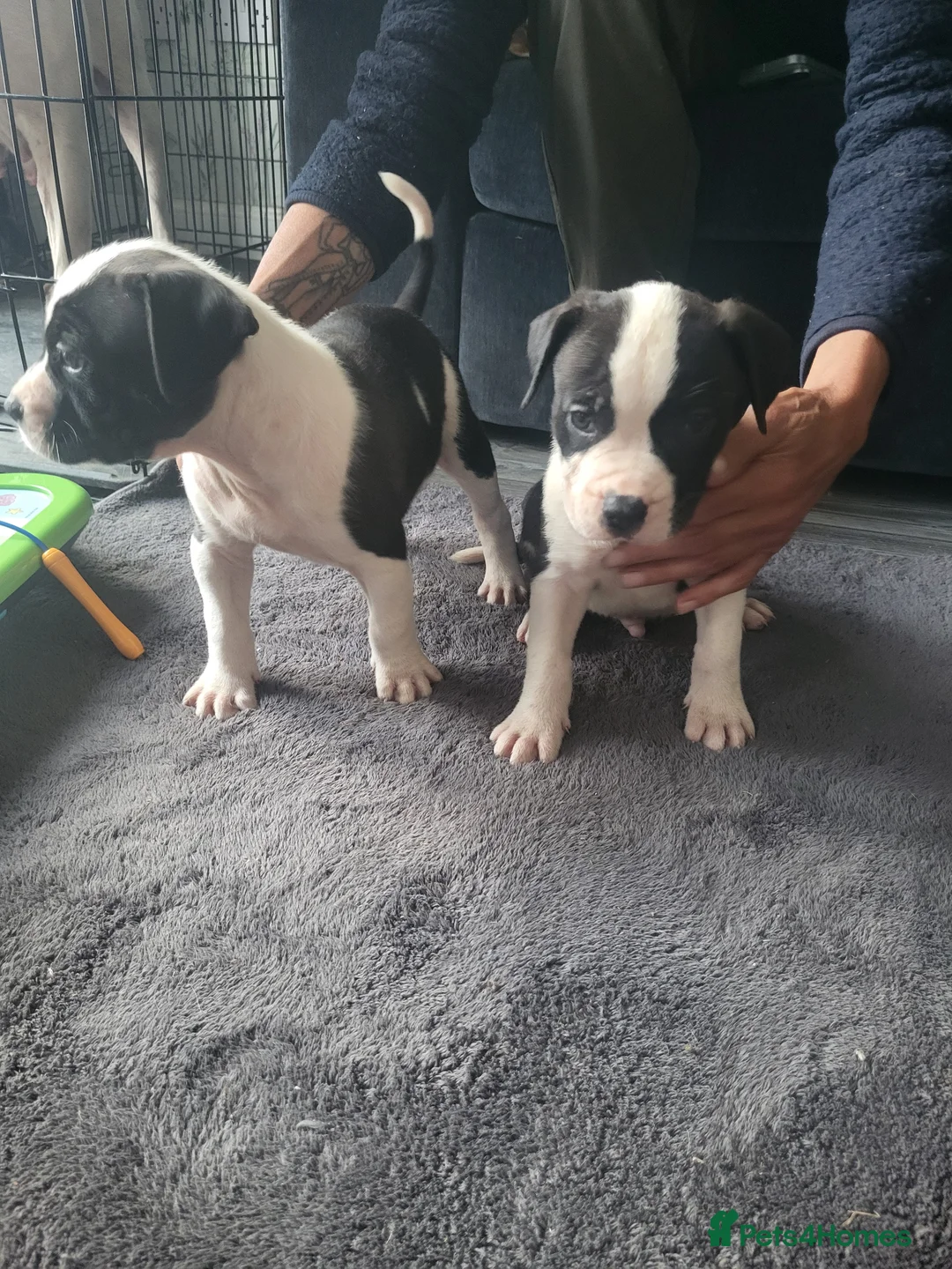 Mixed Breed dogs for sale: 8 Beautiful American Bulldog x Cane Corso in Blyth - Advert 1