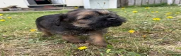 Border Terrier dogs for sale: Stunning slem free KC reg border terrier girls  - Advert 20