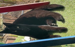 British Shorthair cats for sale: Male black cat - Image 1