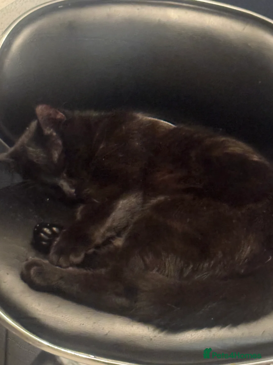 Mixed Breed cats for sale: Shadow for sale  - Advert 3