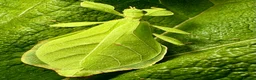 Stick Insects invertebrates for sale: Phyllium letiranti nymphs (leaf / stick insects) - Advert 9