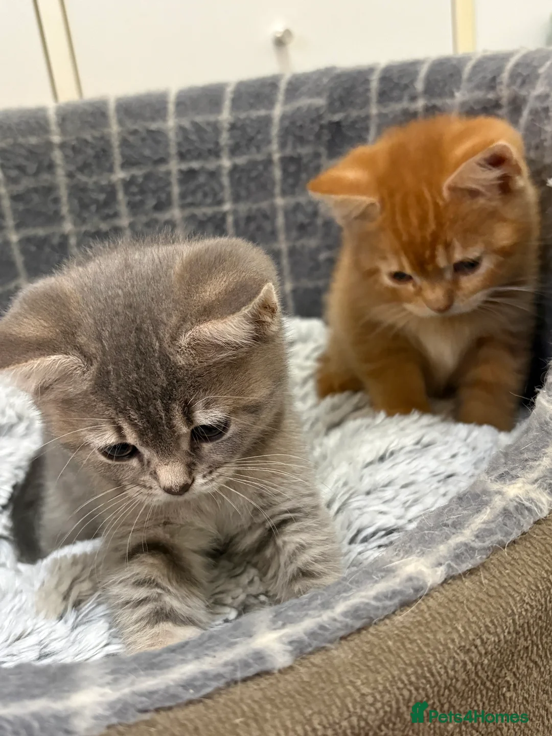 British Shorthair cats for sale: British shorthair kittens  - Advert 5