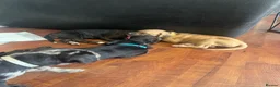 Mixed Breed dogs for sale: 2 beautiful girls left  - Advert 23
