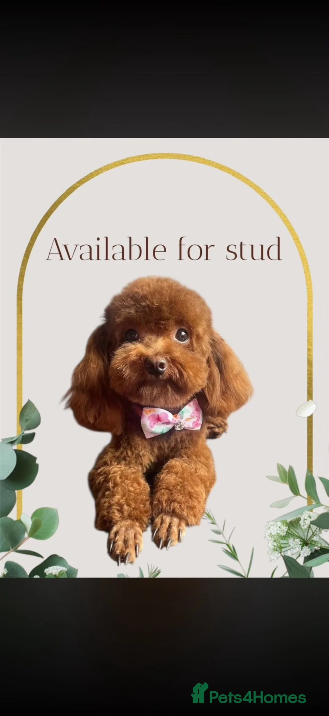 Miniature Poodle dogs for sale: Solid red poodle 🐶 ( left two girls) - Advert 2