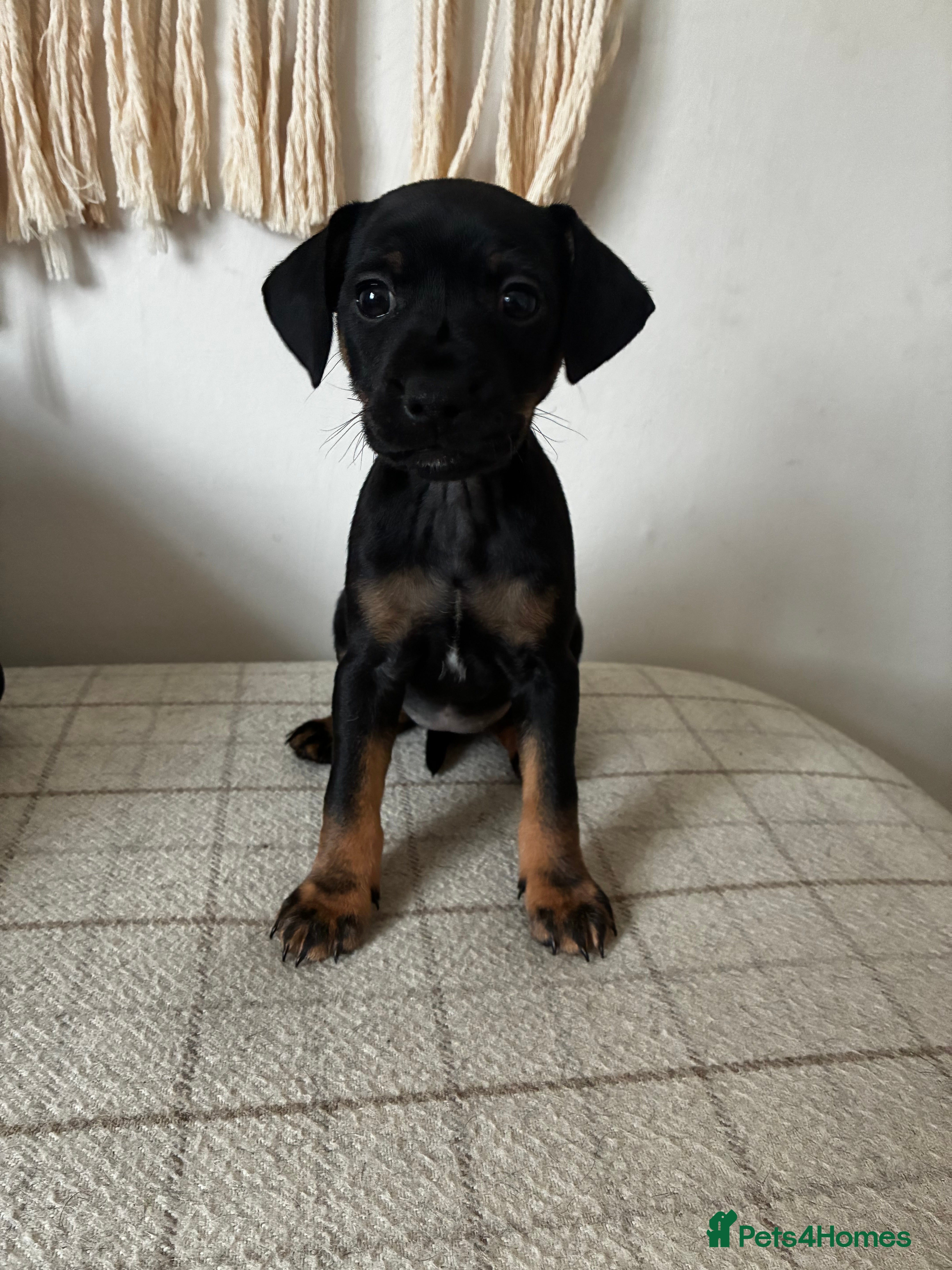 Jack Russell dogs Litter of 7 Jack Russell’s  - Advert 1