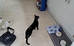 Domestic Shorthair cats for sale: Tippi - Image 3