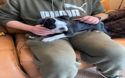 Boston Terrier dogs for sale: Boston Terrier pup for sale Dundee - Image 4
