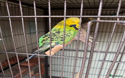 Budgerigars birds for sale: 6 to 8 weeks baby budgies and some adults males. - Image 7