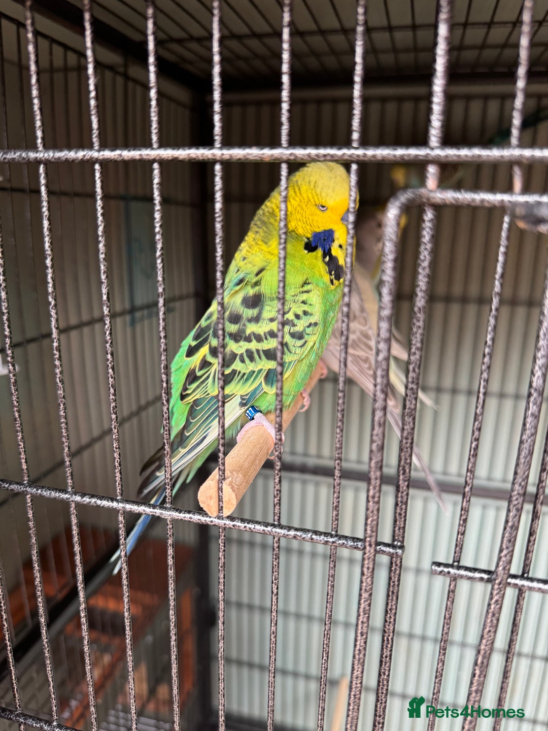 Budgerigars birds for sale: 6 to 8 weeks baby budgies and some adults males. - Image 7