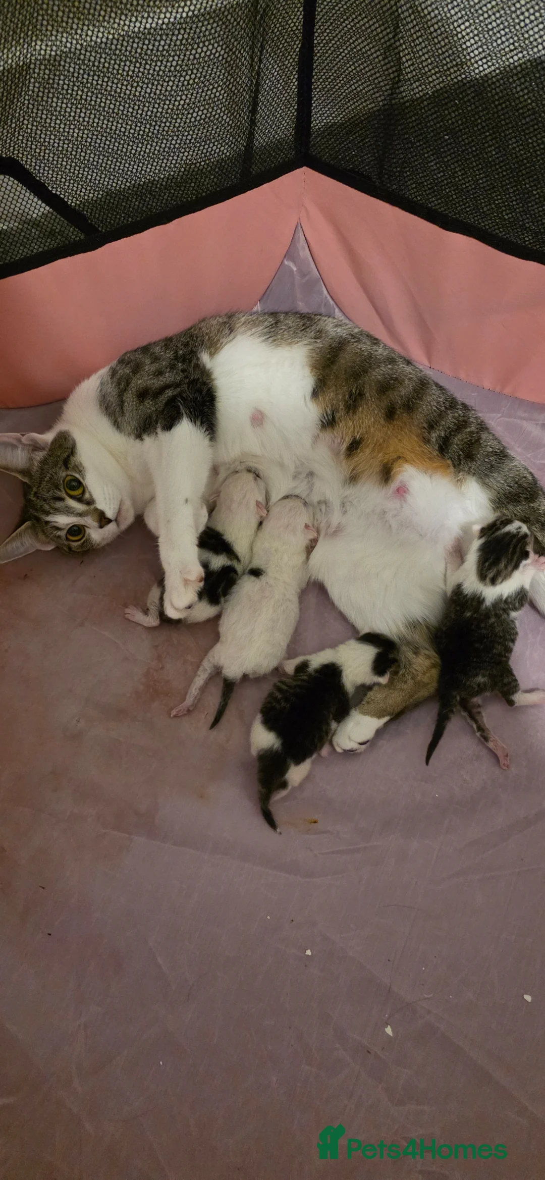 Mixed Breed cats for sale: Kitten for sale  in London - Advert 2