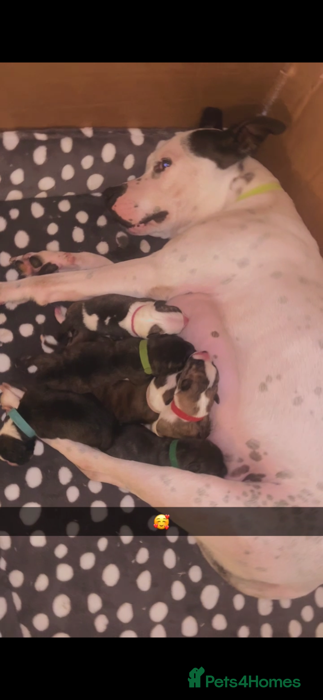 Mixed Breed dogs for sale: Gorgeous Staffordshire bull terrier pups  - Image 9