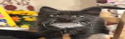 Mixed Breed cats for sale: Mixed breed kittens  - Advert 4