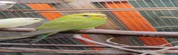 Budgerigars birds for sale: Baby budgies, easily tamed. Mixed colours - Advert 11