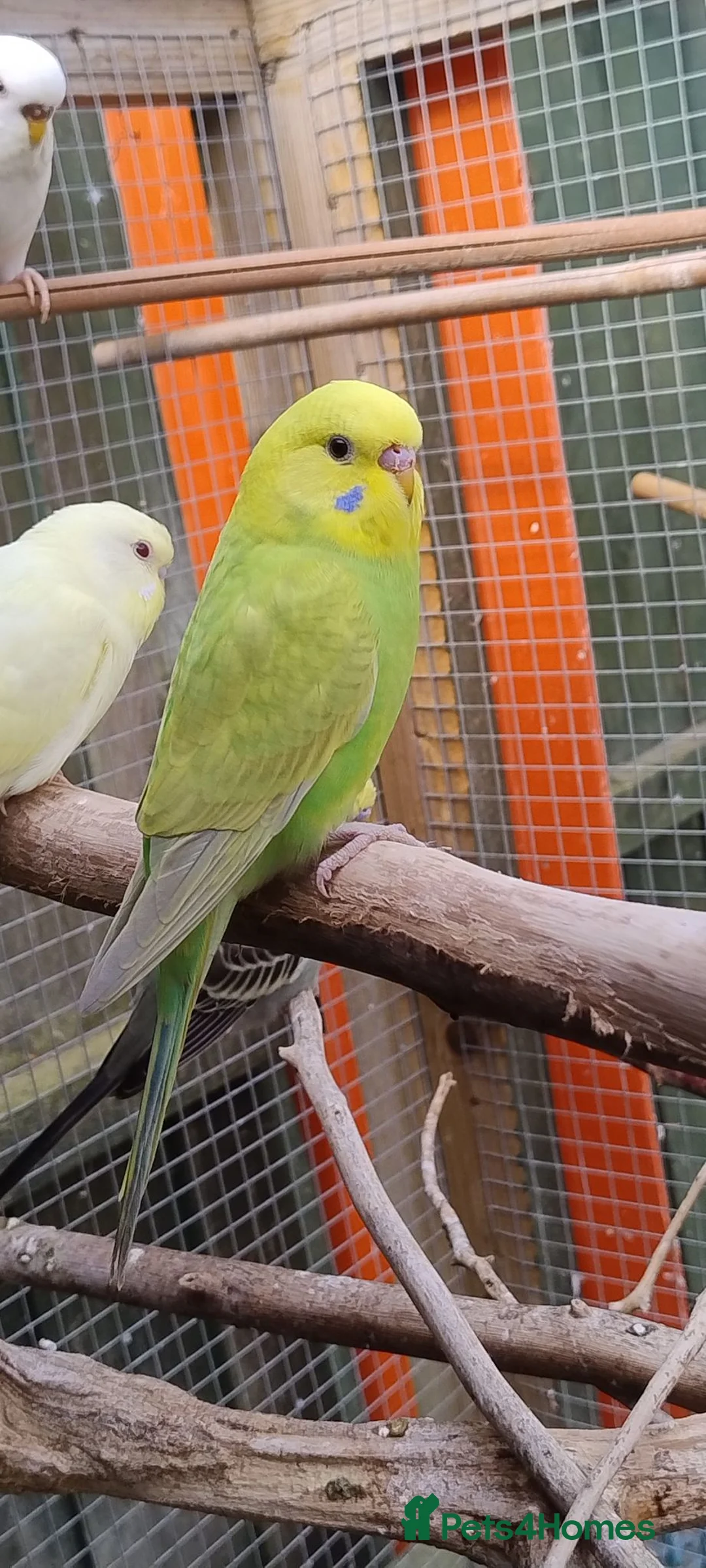 Budgerigars birds for sale: Baby budgies, easily tamed. Mixed colours - Advert 11