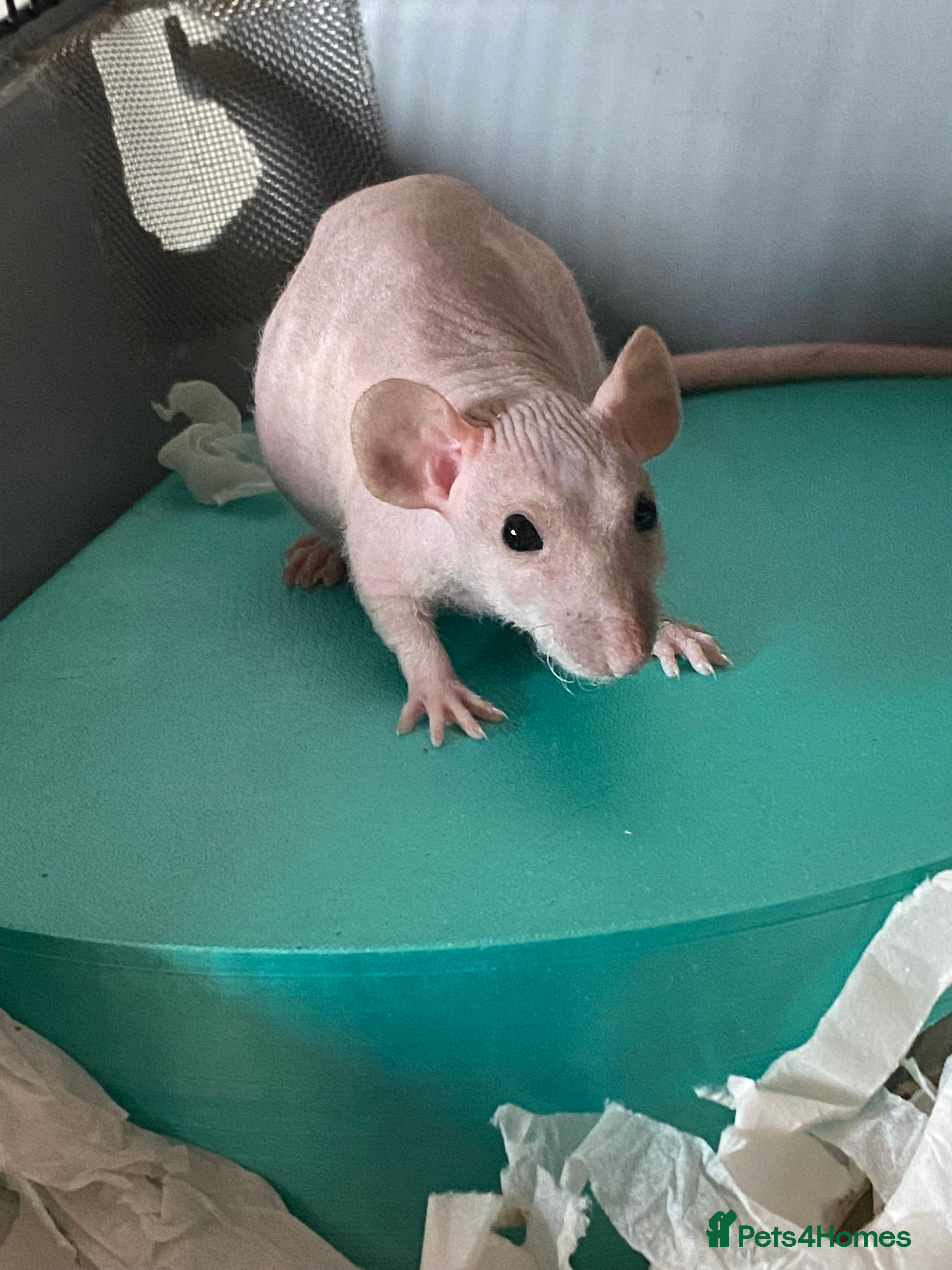 Rat rodents Male Double Rex Rats X 2 - Advert 15