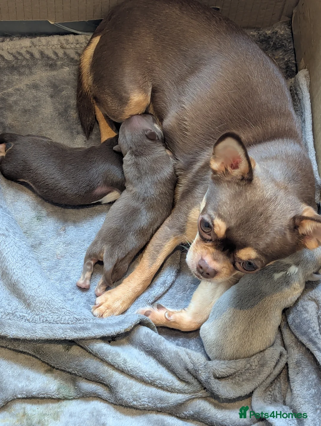 Chihuahua dogs for sale:  Very small chihuahua puppies - Advert 1